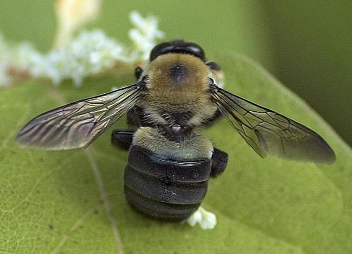 Снимка на пчелите дърводелци