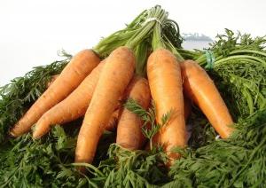 varietà di carote