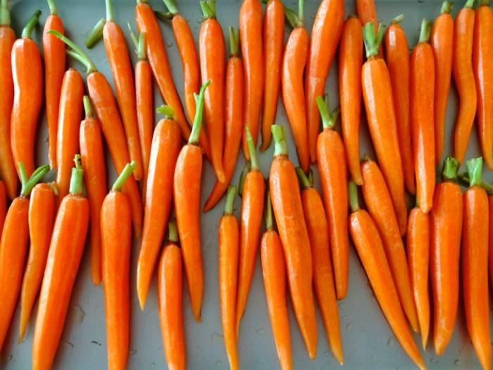 Моркови полезни свойства и противопоказания
