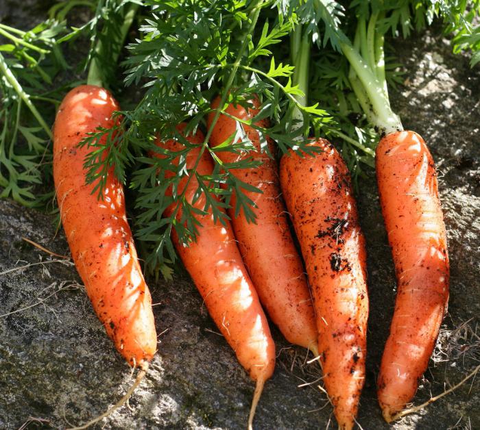carota in crescita e cura