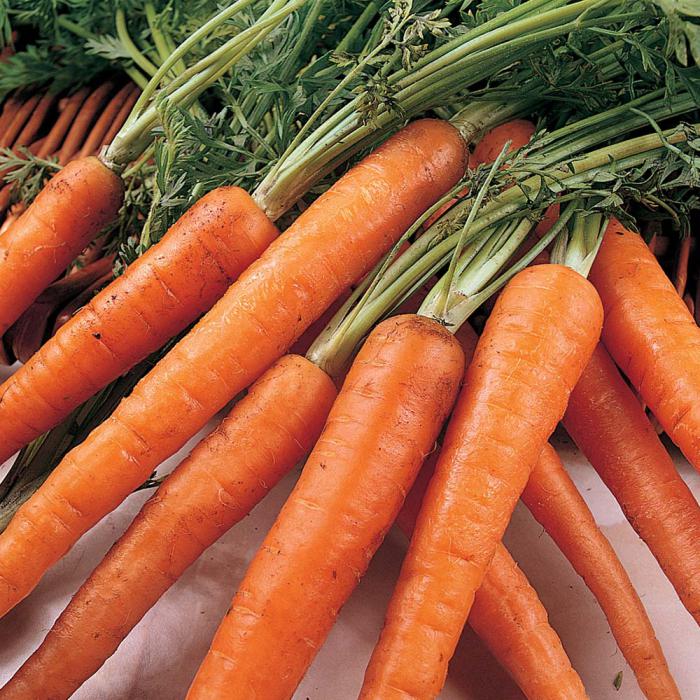 quando raccogliere le carote