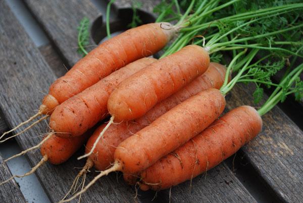 piantare carote