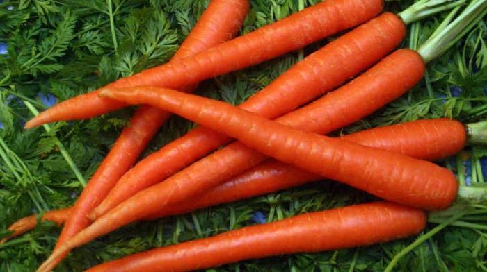 piantagione di carote e cura
