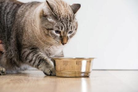 Akaná mokré krmivo pro kočky