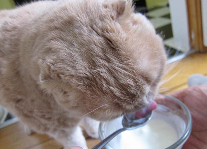 Whiskas hrana za mačke