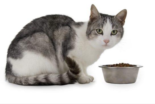 purinové kočičí potraviny