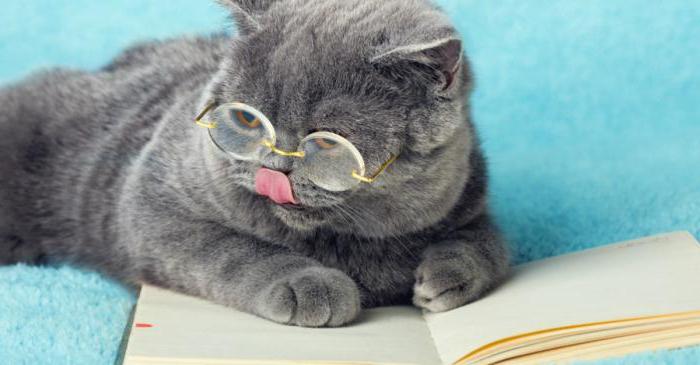 mačka hrana brit recenzije veterinara