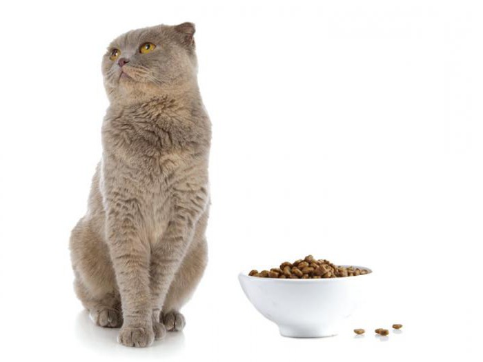 консервирана храна за котки всеки ден