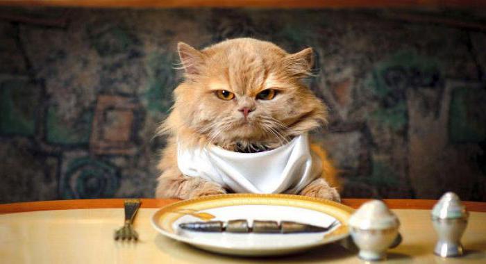 suché kočky potraviny každodenní veterinární recenze