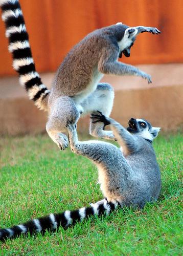 lemure di gatto a casa