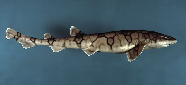 обична мачка ајкула
