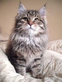 Характеристика на породата сибирски котки