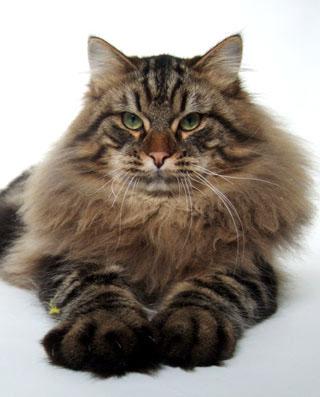 zdjęcie kota syberyjskiego