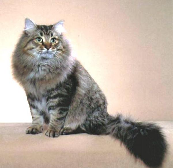 charakterystyczne dla kota syberyjskiego