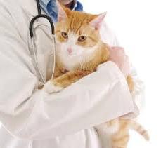 biegunka i wymioty u kotów