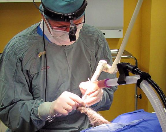операция по отстраняване на котешки нокът