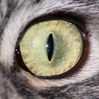 kočičí oko