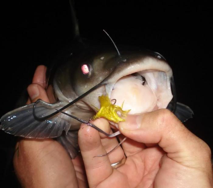 Cattura di un pesce gatto di notte sul donk