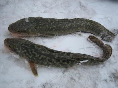Pesca della bottatrice in inverno
