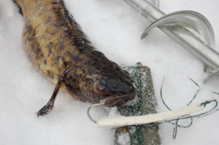 Риболов на михалица през зимата