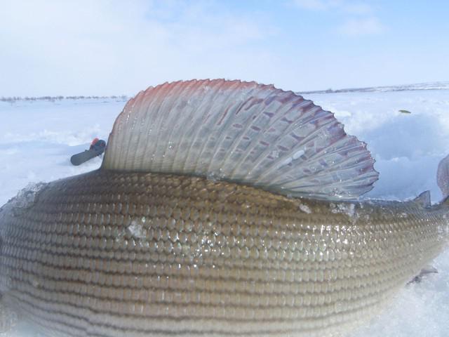 Pesca del temolo nell'inverno di Komi