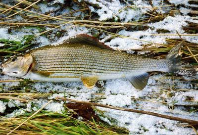 Риболов на липан през зимата на реките