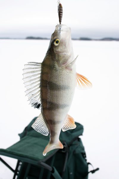 Pesce persico invernale in equilibrio