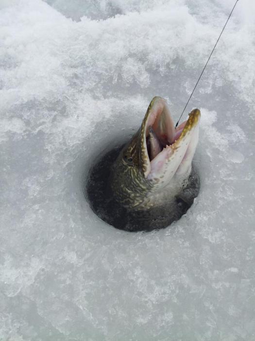 Pike rybaření v zimě