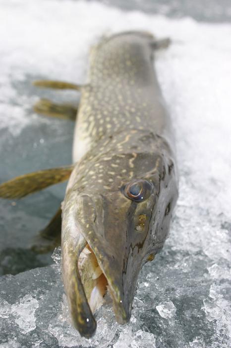 Pike риболов в баланс през зимата