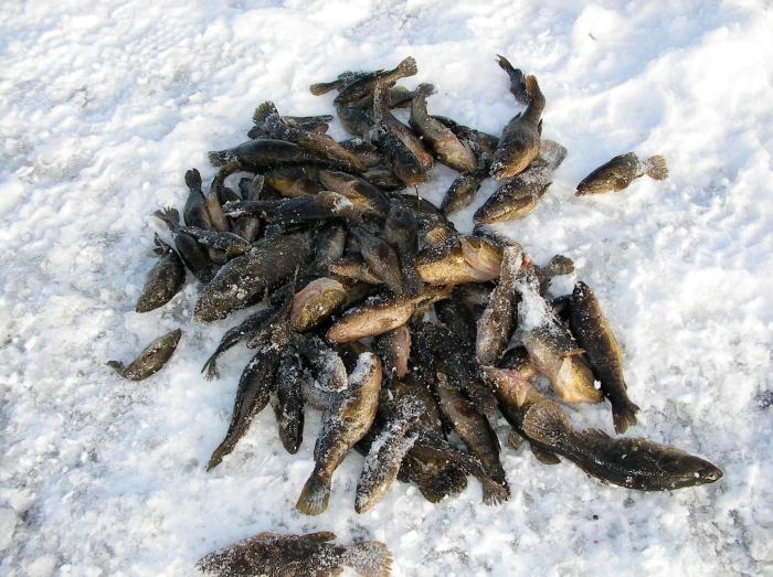 Zimski ribolov