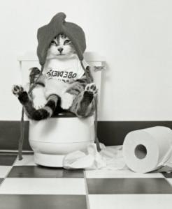 Co jeśli kot ma biegunkę?