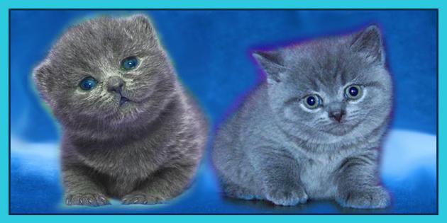 Британски котки котки снимки