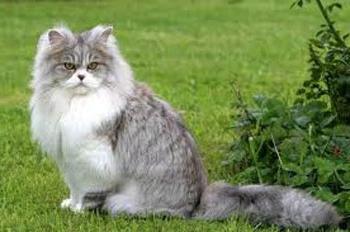 Brytyjska kotka długowłosa
