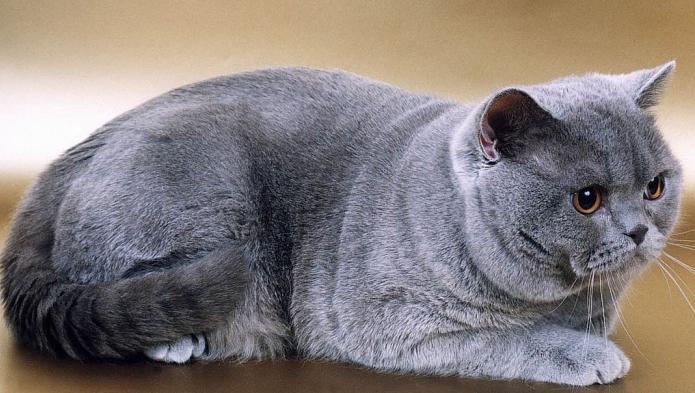 razza di gatto blu britannico