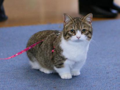 kočka s krátkými nohama fotografie