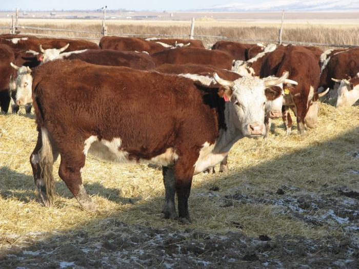 Породи от месо от едър рогат добитък и техните характеристики