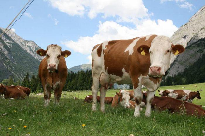 Rasy produkcyjne mięsa bydła