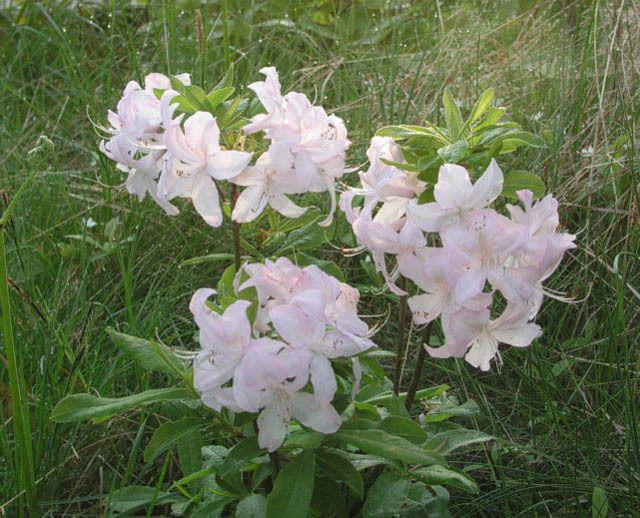 Kavkaski rododendron ljekovita svojstva i kontraindikacije