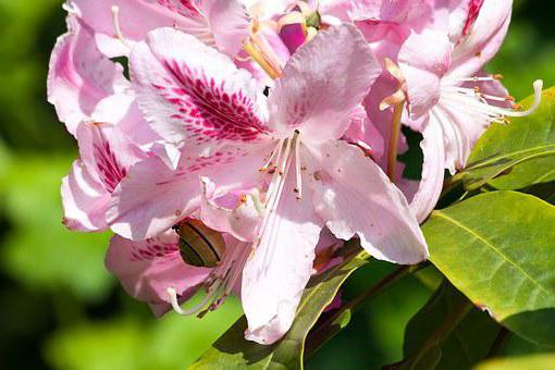 rhododendron kavkaske fotografije