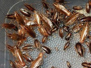 kwas borowy z karaluchów