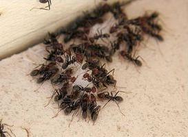 kyselina boritá z mravenců