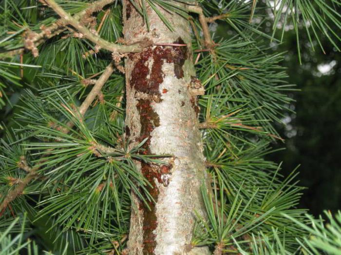 vysazování a péče o borovice cedru