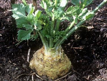 kako saditi celer