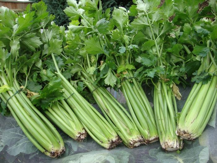 kako rastu stabljika celera