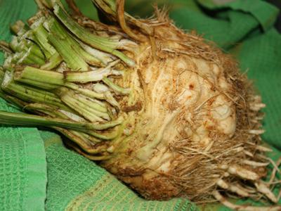 kontraindikacije za korijen celera