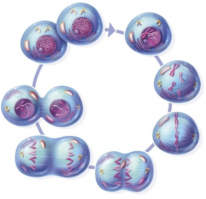 divisione cellulare mitotica