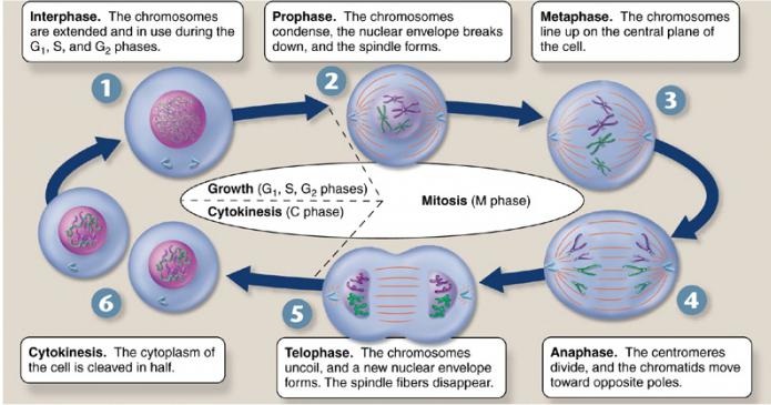 nel ciclo di vita della cellula, l'interfase è accompagnata