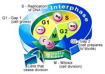 mitoza celičnega življenjskega cikla