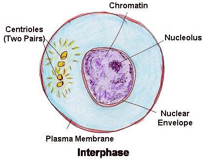 dělení buněčného cyklu