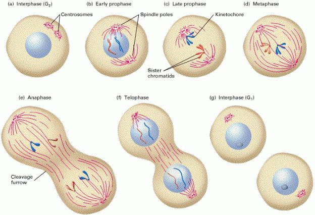 fase del ciclo di vita della cellula